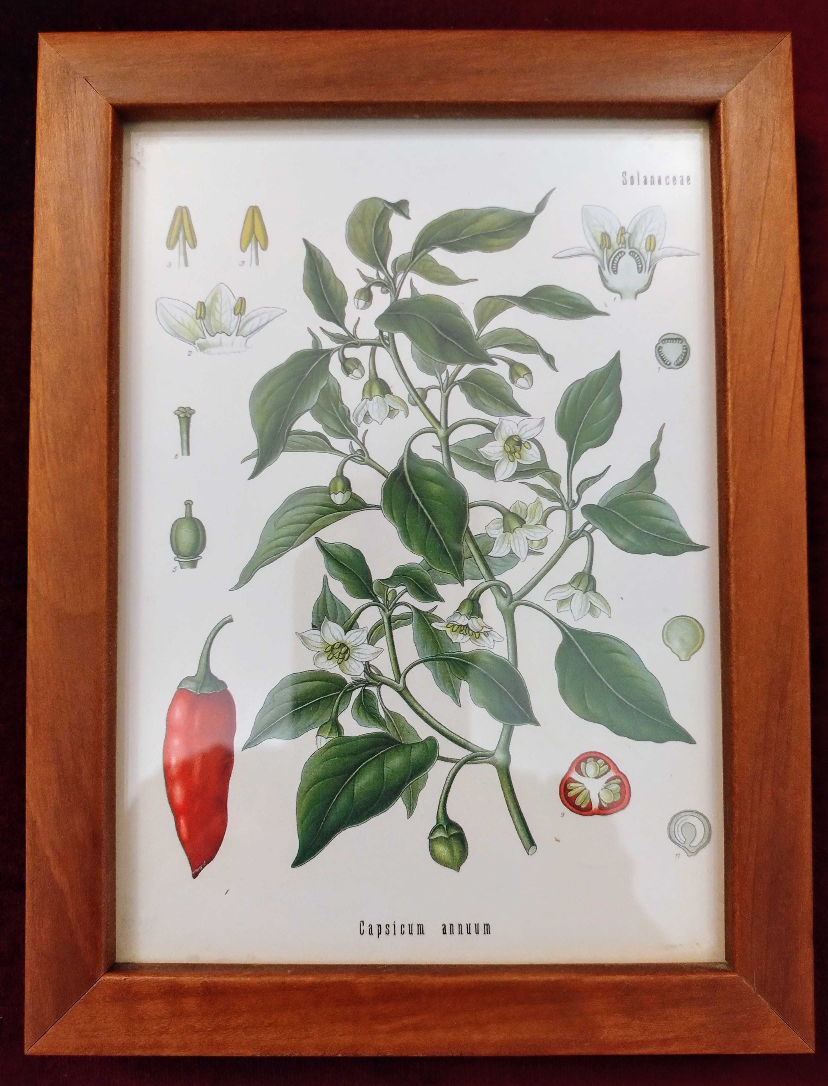 Obrazy botanica komplet 4 szt.