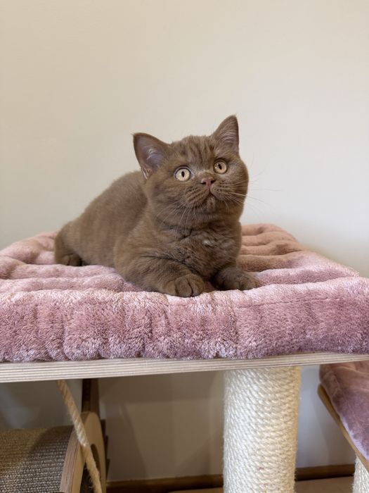 Fêmea British Shorthair  com LOP