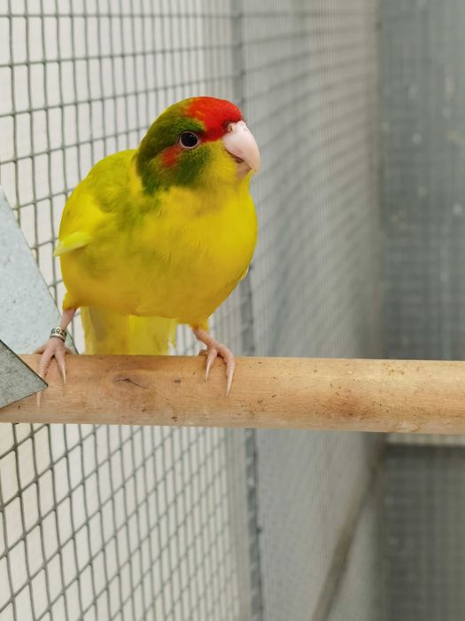 Kakarikis Verdes, Spangle