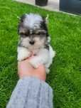 York Yorkshire Terrier Biewer MORKIE