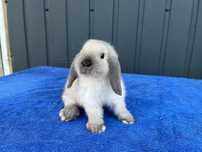 Karzełek Baranek/Mini Lop - Rodowód/Metryka Królik Króliki