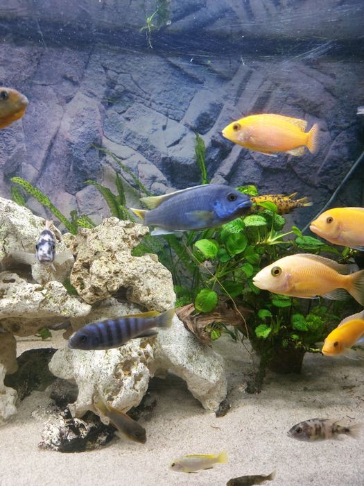 Pyszczaki rożne gatunki