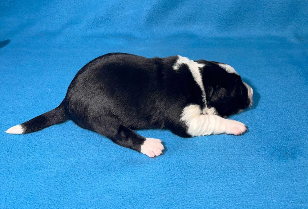 Border Collie, Piesek z Rodowodem, Rodzice przebadani, Benio