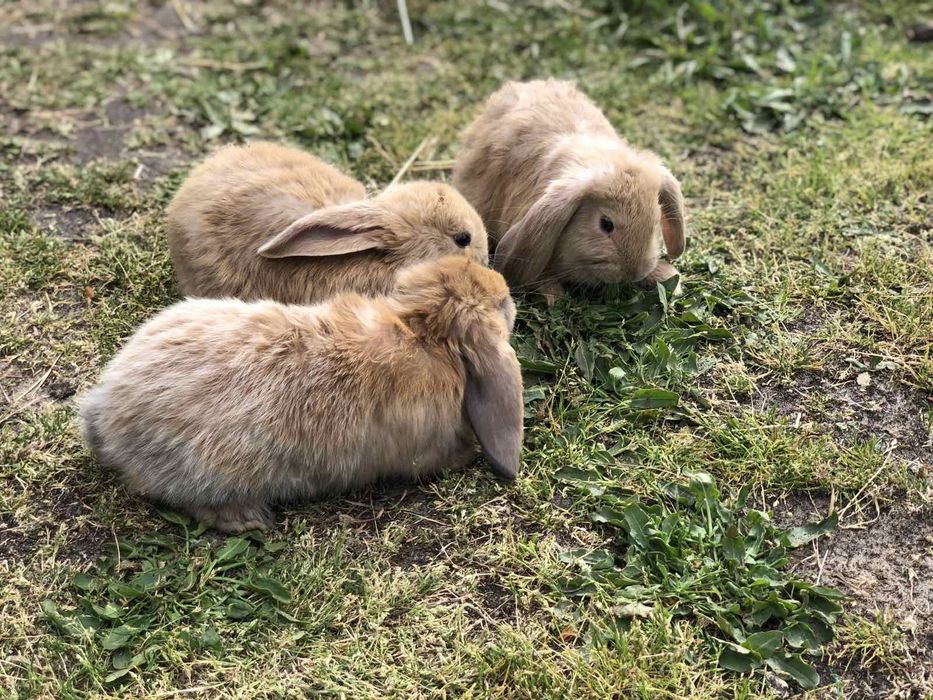 Кролі породи Французький Баран і Полтавське Срібло