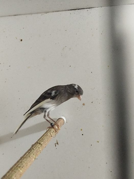 Kanarki Garbus Japoński