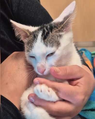 DT/DS! Niepełnosprytek Albin - cudowny kot w wieku ok 5-6 miesięcy