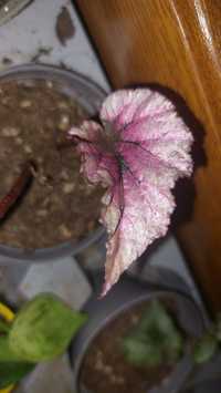 Begonia różowa wow