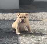 American Bully Pocket