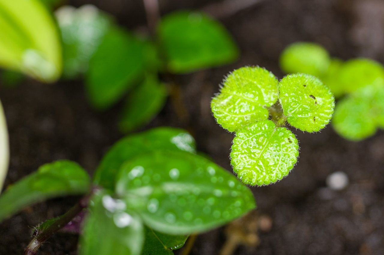 Terrarium tropikalne gekon orzesiony