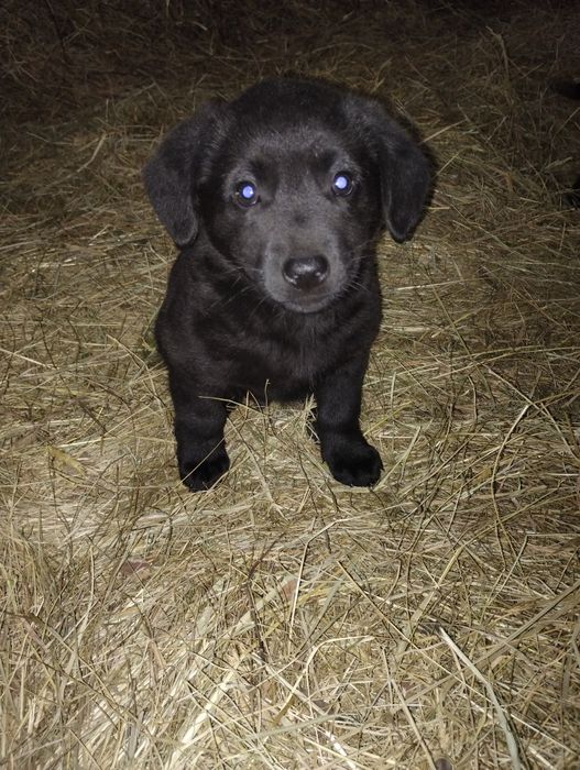 Szczeniaki, pieski oddam za darmo