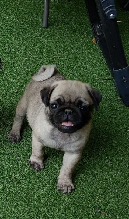 Mops szczenie  z rodowodem