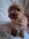 Suczka cockapoo F1B red mama cockapoo F1 tata pudel toy red