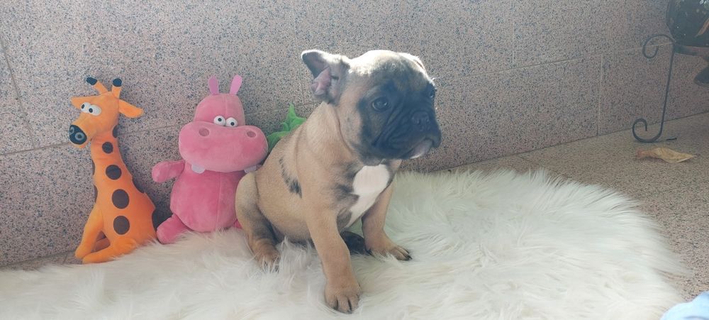 Bulldog francês bebé