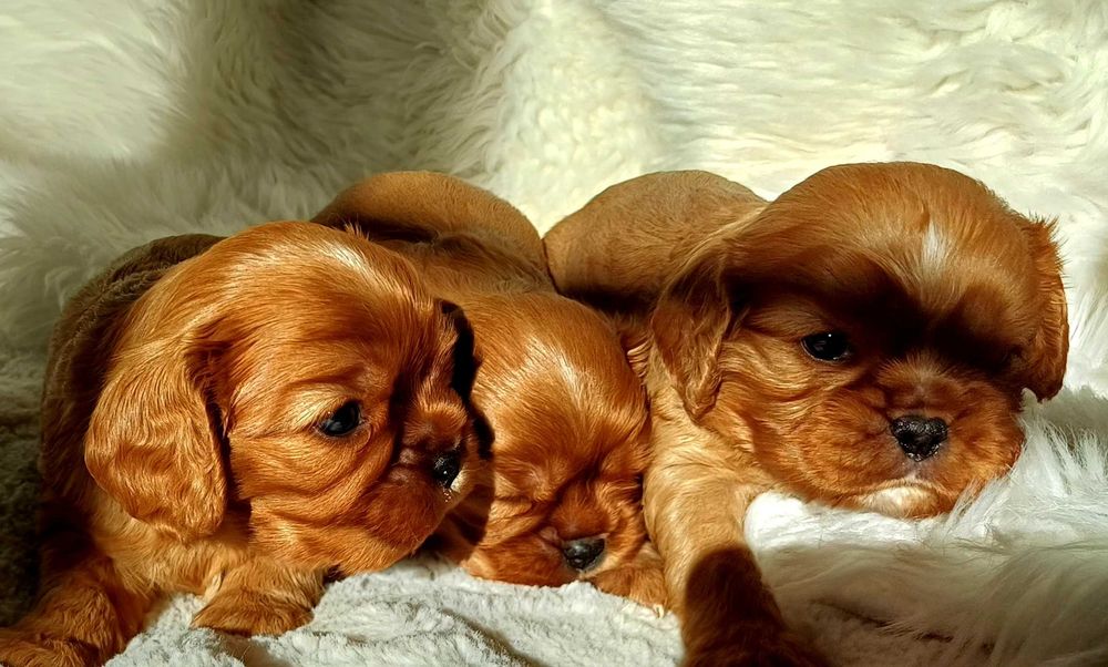 Cudowny rudy piesek Cavalier King Charles Spaniel FCI