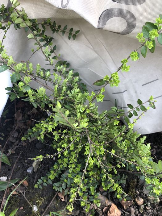 Вічно зелений кущик, жимолость шапочна та цибулини жовтого нарцизу