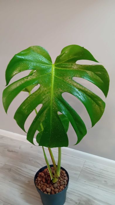 Монстера | Monstera deliciosa