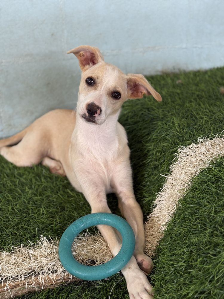 Cachorro 4 meses para adoção