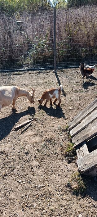 Cabras anãs - macho
