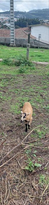 Ovelhas Castanhas e Pretas