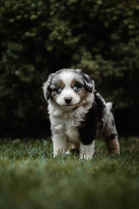 Kenzo Z Bratkowej Ohany  FCI Miniaturowy Owczarek Amerykański