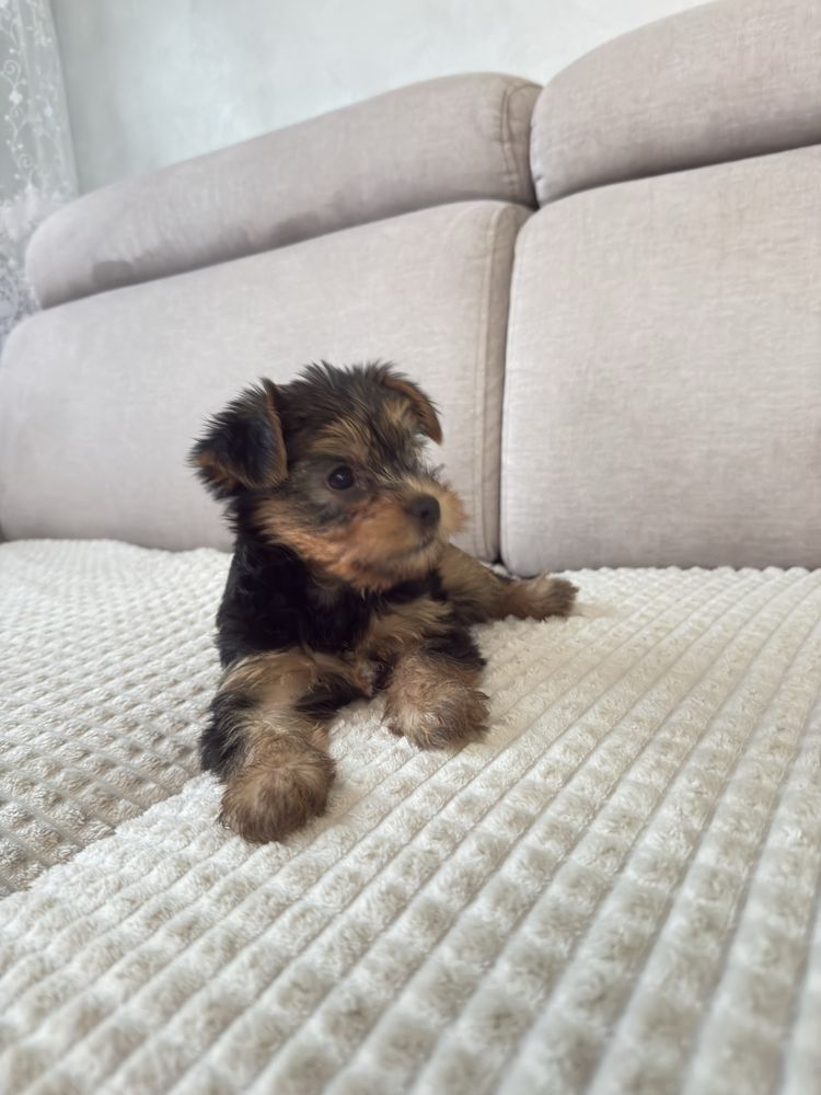 Yorkshire Terrier suczka