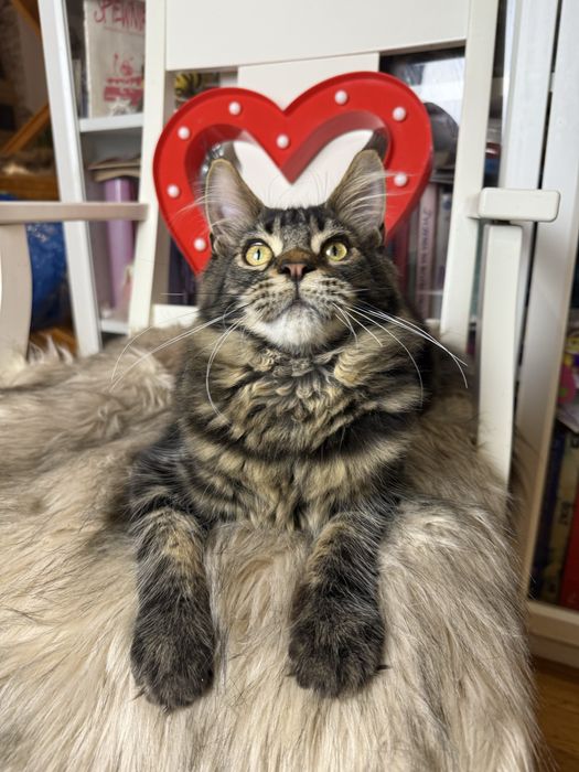 Przystojny XL Fredro of Coty Coli