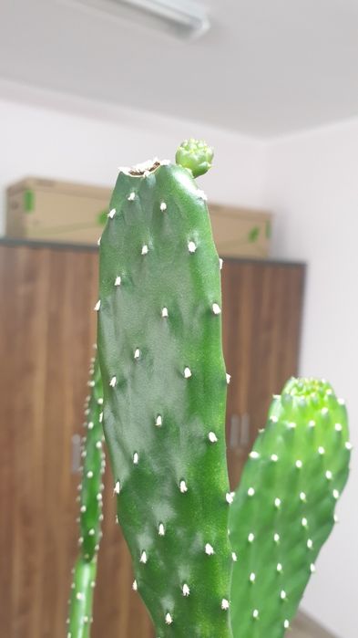 Opuncja wys. - 87 cm, duży okaz