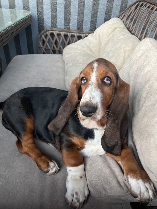 Бассет-хаунд девочка с документами