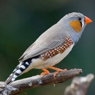 Temos mandarims machos e femias