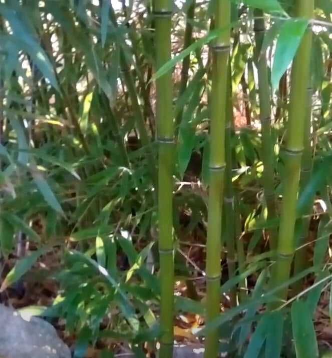 Бамбук Вечнозеленый Морозостойкий
