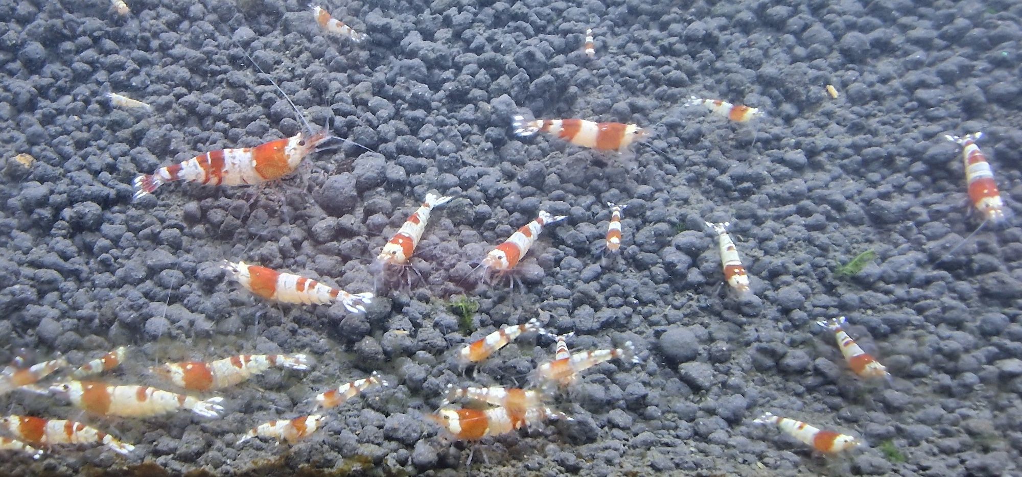 Camarões Caridina Cristal Red