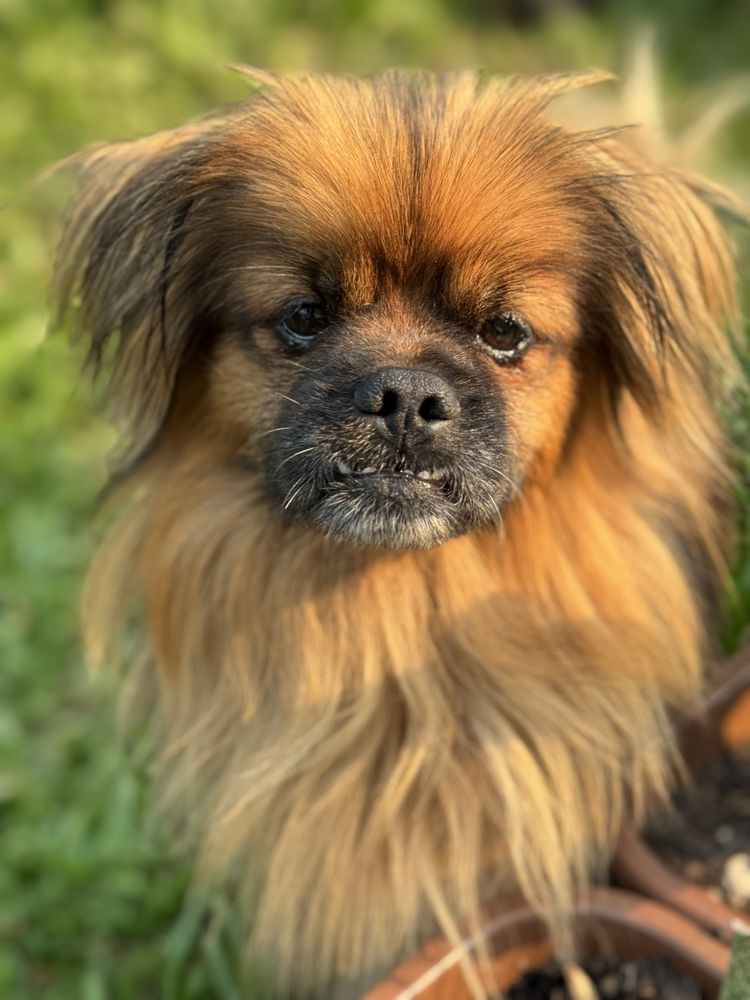 Lulu - Pequines, 2 anos