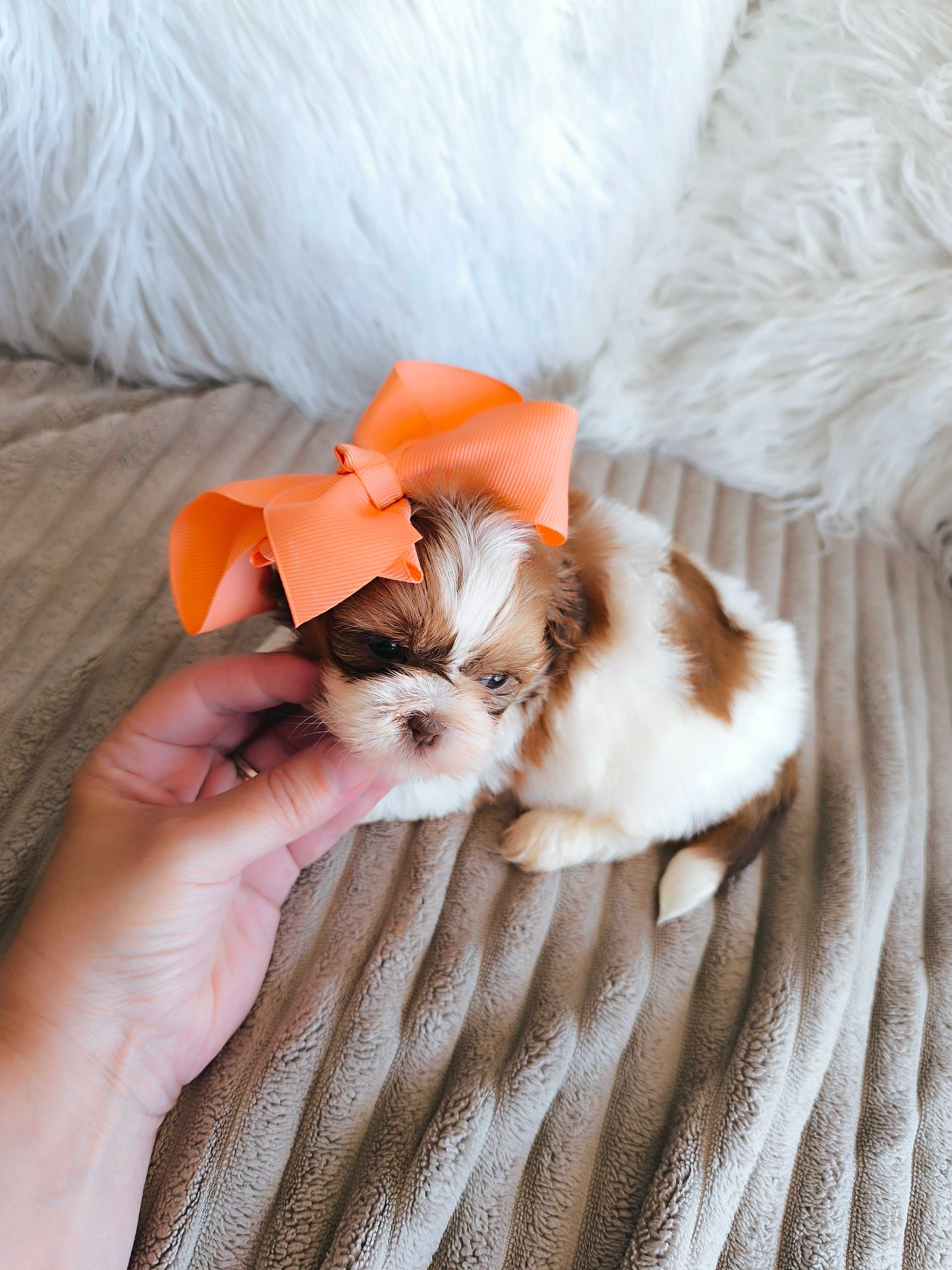 Shih-tzu. Mini. Menina bem tipado. Branco e Fígado Olhos claros. Top!