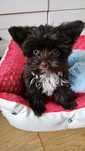 Yorkshire terrier Mini Xs York suczka Czekoladowa