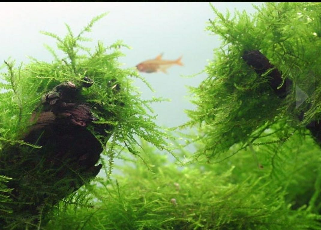 Mech Christmas Moss 1000ml duża porcja