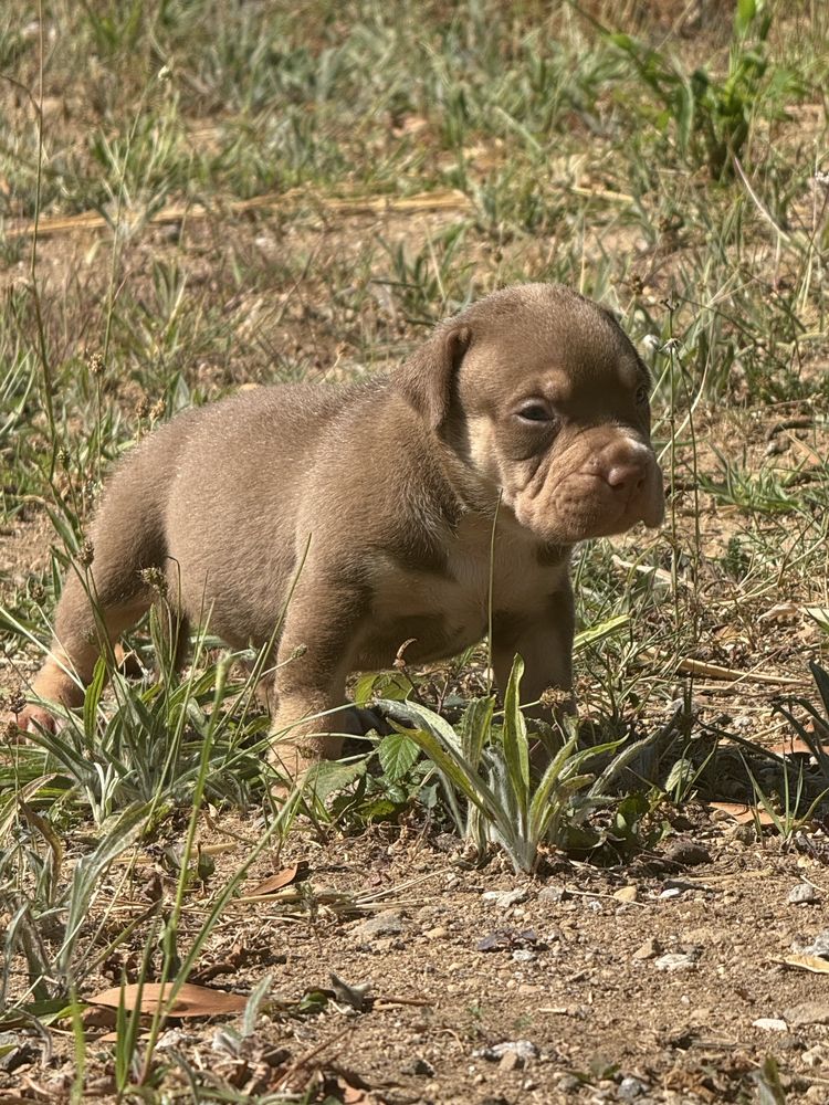 American Bully XL