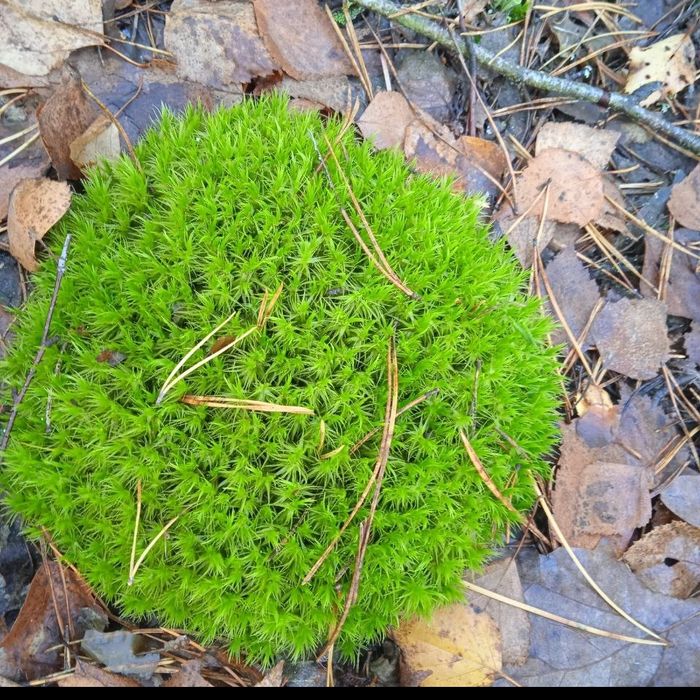 Продаю лісовий мох