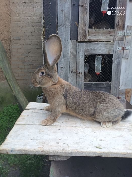 Króliki belgijski olbrzym