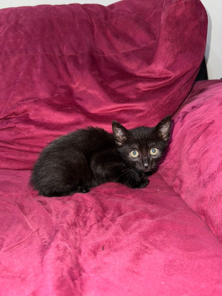 Gatinhos  bebes para doar