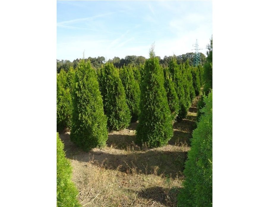 Thuja Smaragd 100,120,140,150 cm! Tuja Szmaragd! Dowóz! Tuje! Sadzimy