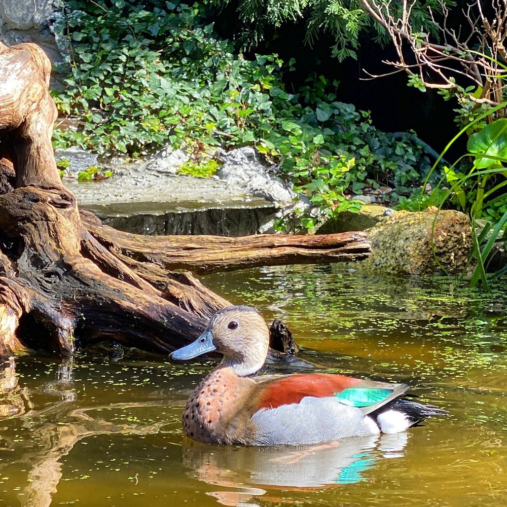 Patos Ringed teal