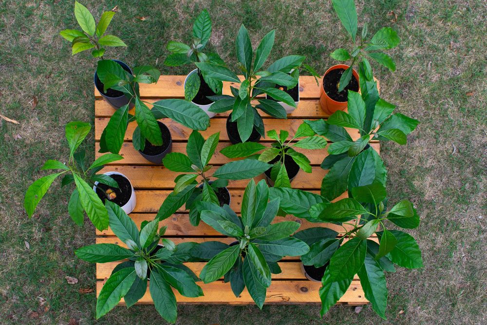 Drzewka awokado w doniczce małe i duże