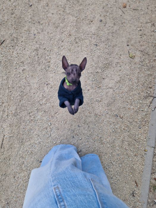 Nagi Pies Meksykańsk mini * piesek XOLO