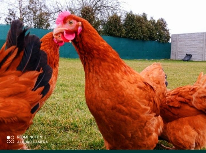 Kury Nioski 24tyg ROSSA dowóz Rosa