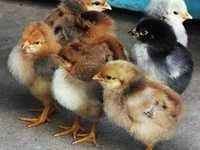 Продам суточных Цыплят,Циплят ,Курчат порода, Ломан Браун, Доминант