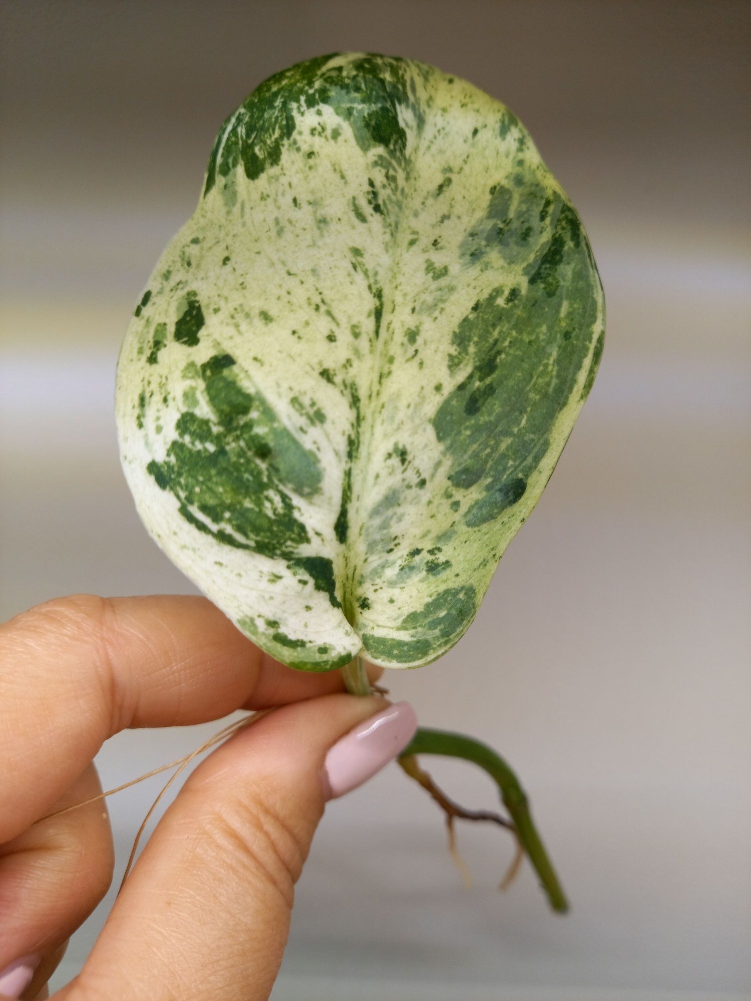 Scindapsus Jade Satin Marble