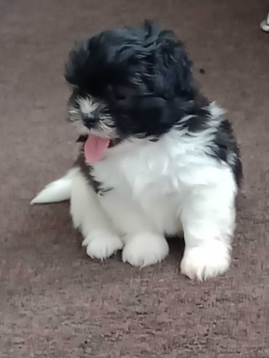 Piesek Shih Tzu gotowy na zmianę domu