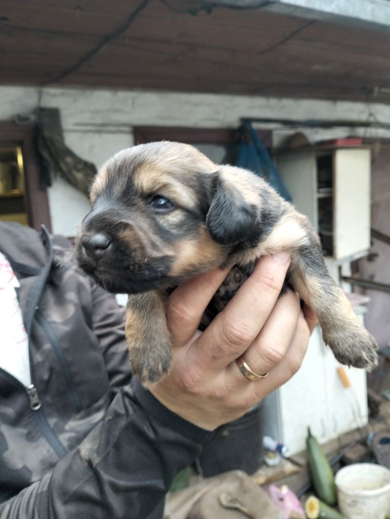 Віддам щенят метис такси