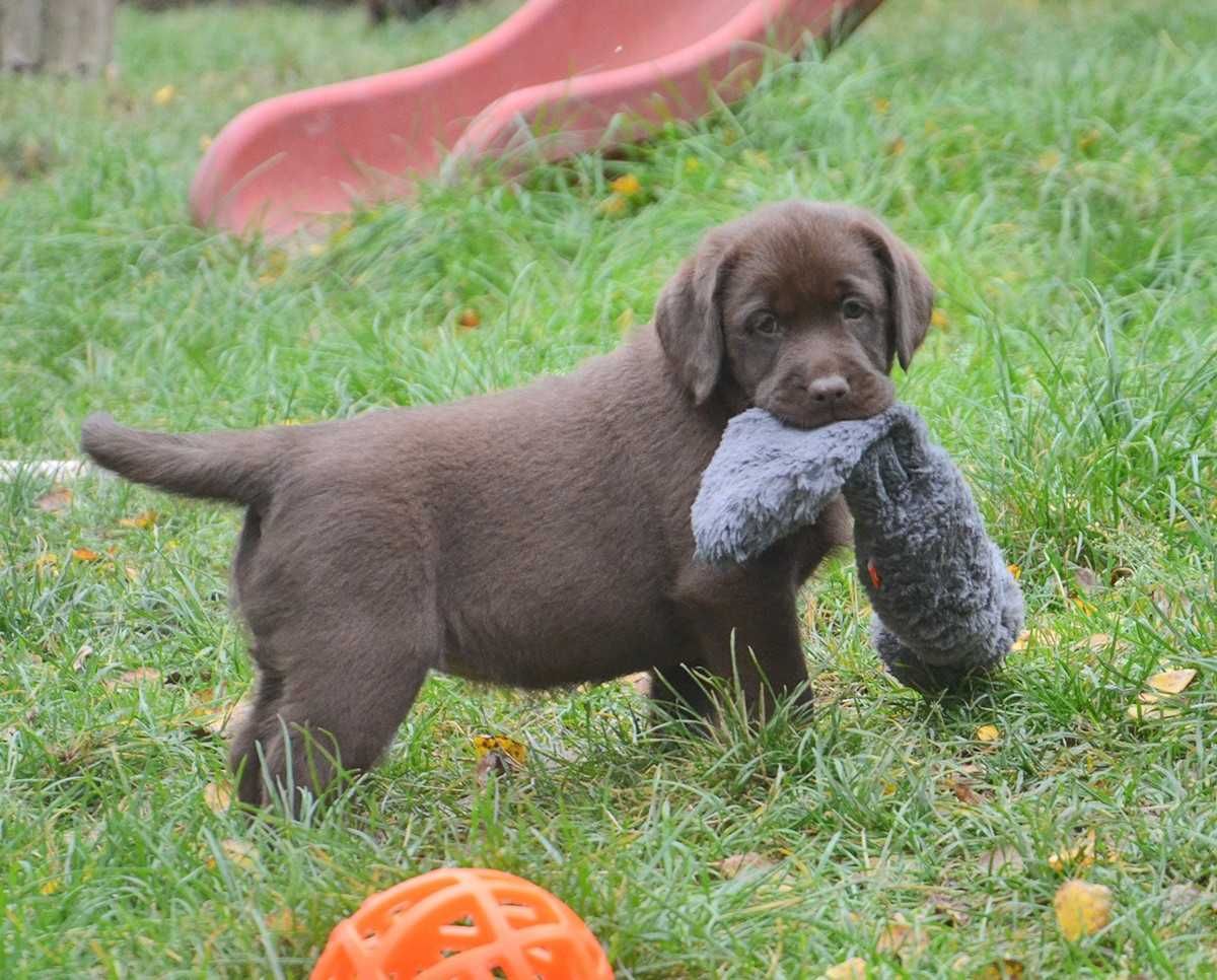 Labrador Retriever czekoladowa suczka