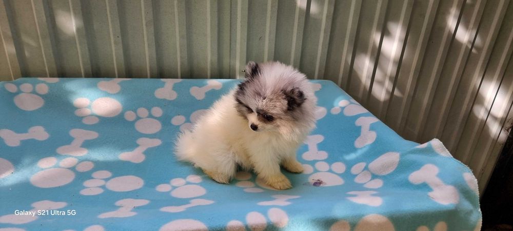 Fêmea Spitz Alemão Anão